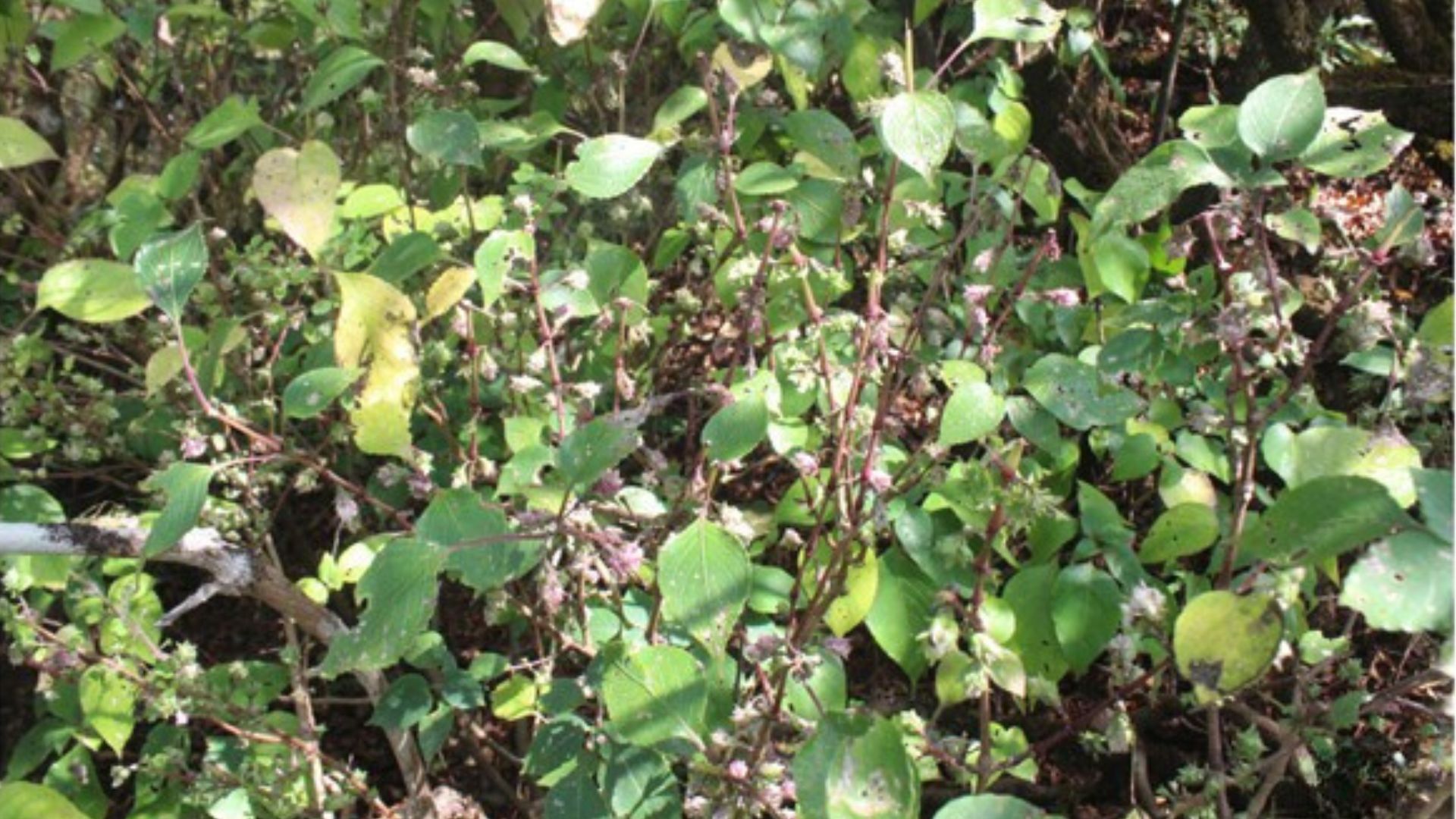 New flowering plant species discovered in the Shola grasslands of the Western Ghats